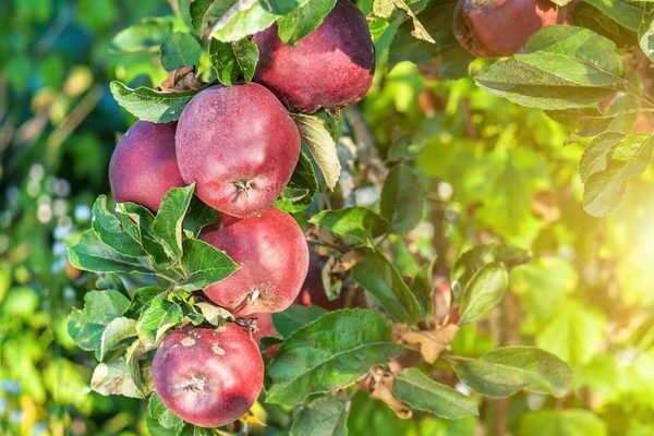 Description of the apple variety Red Delicious