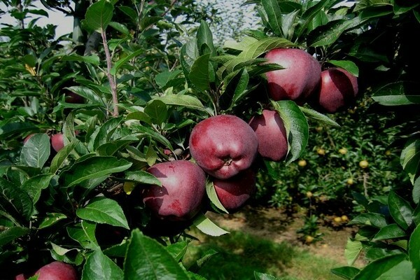 Описание на сорта ябълки Red Delicious