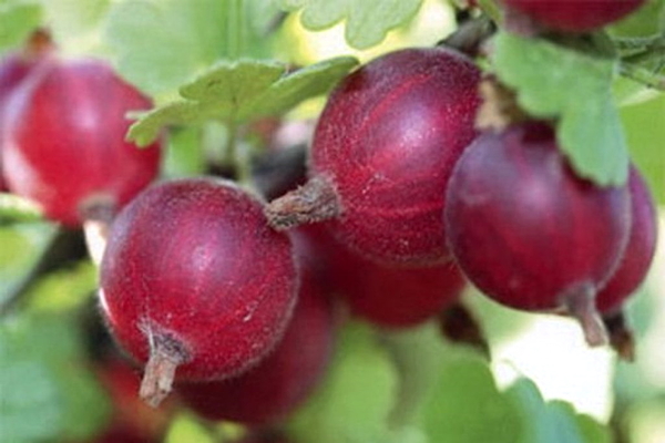 стандартна снимка на цариградско грозде