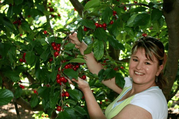 cueillette de cerises