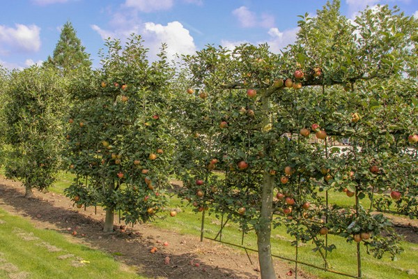 Pomme Jarretière