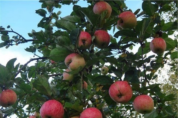 strafling apple tree description