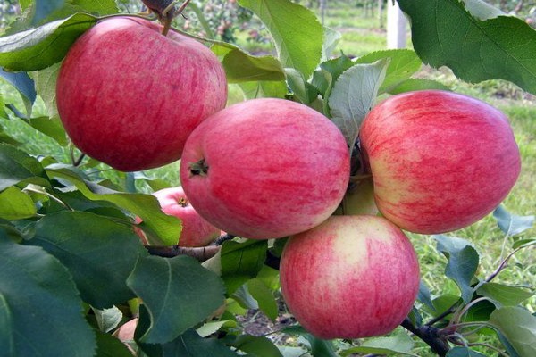 وصف جذع شجرة التفاح متنوعة
