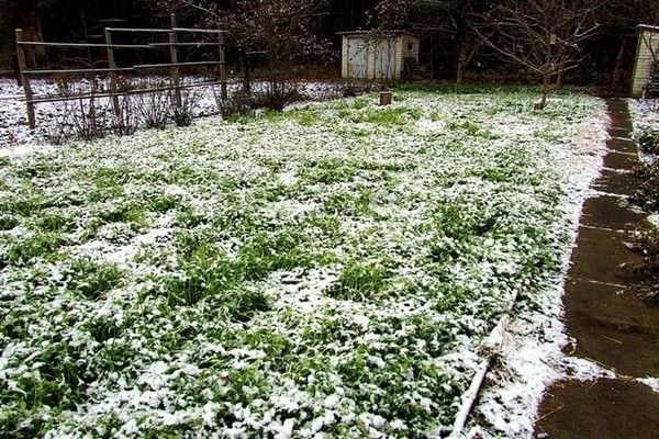 засаждане на зелен тор през есента