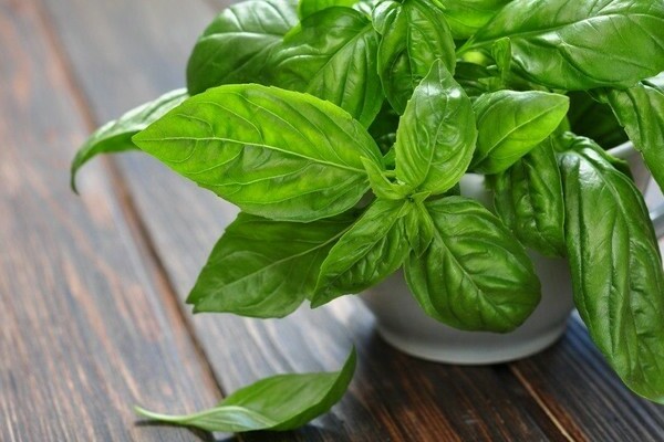 when to harvest basil