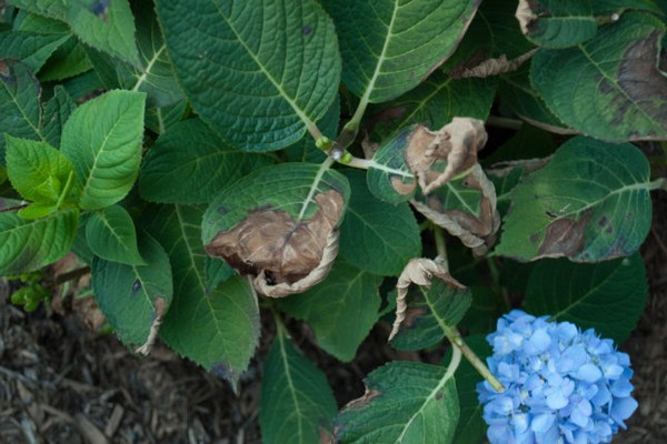 les feuilles d'hortensia tombent