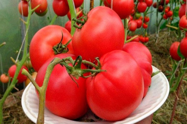 tomatsorter anmeldelser