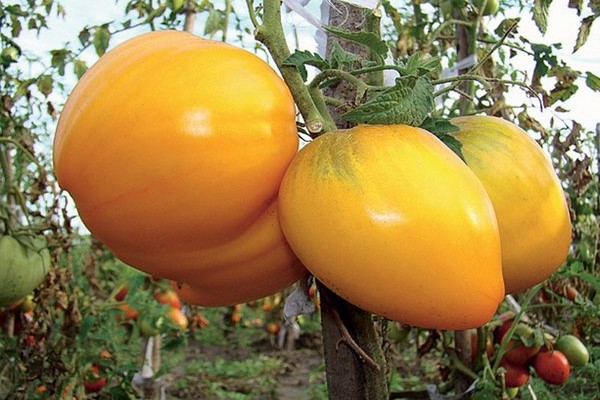 ulasan jenis tomato