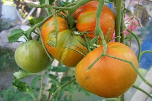 anmeldelser av tomatsorter