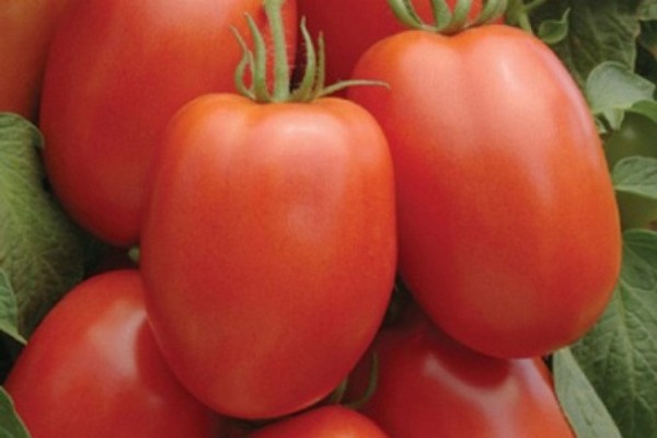 tomatsorter anmeldelser