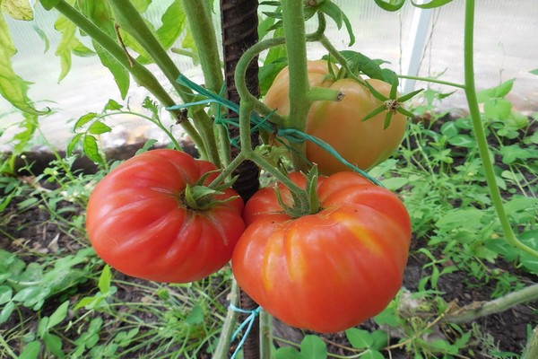 pagsusuri ng mga varieties ng kamatis