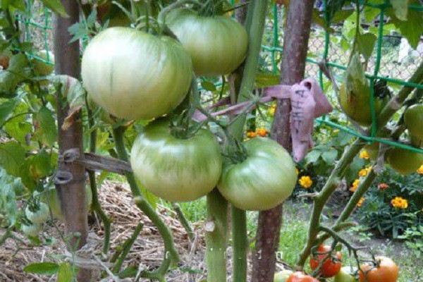 anmeldelser av tomatsorter