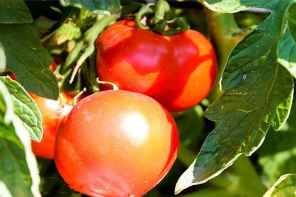 anmeldelser av tomatsorter