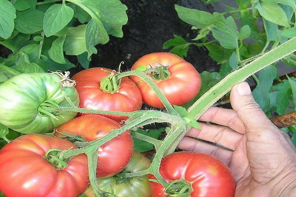 mga pagsusuri sa pagkakaiba-iba ng kamatis