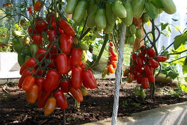 anmeldelser av tomatsorter