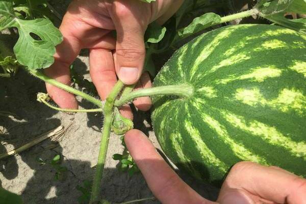 maturité de la pastèque dans le jardin