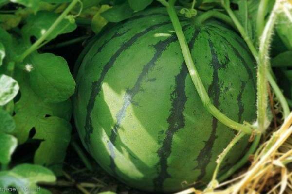 maturité de la pastèque dans le jardin