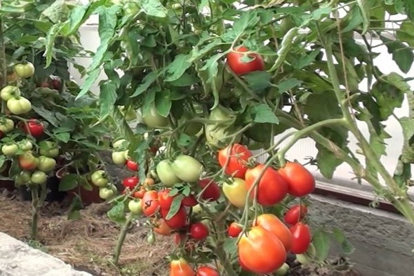 الطماطم استعراض stolypin الصورة