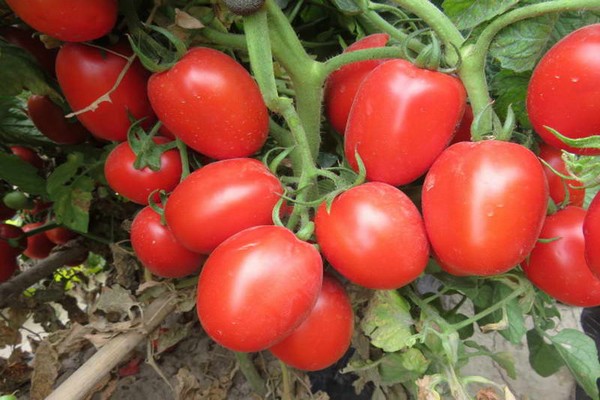 caractéristique de la stolypine de tomate