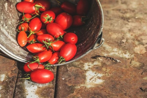 ciri stolypin tomato