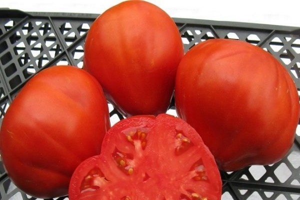 seratus puding tomato ulasan