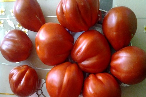 tomato seratus paun foto