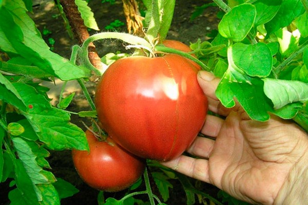 طماطم الصو: وصف الصنف وخصائصه