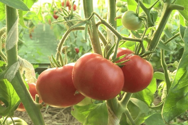 طماطم الصو: صورة ، قواعد متزايدة