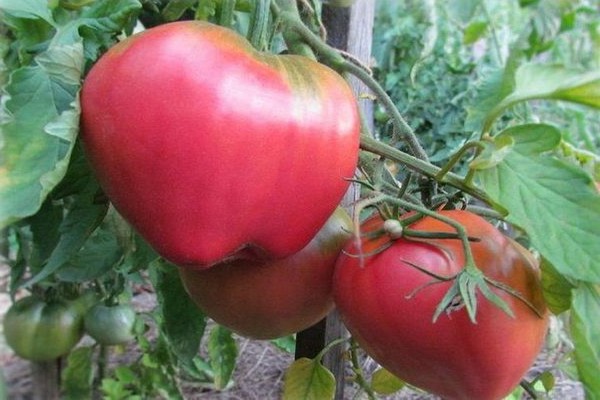 variété de tomate batianya