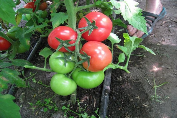 tomato white filling reviews photo
