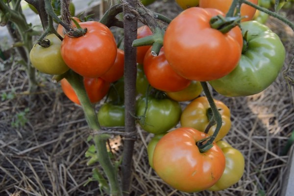 white tomato filling reviews