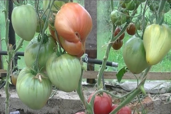 critiques paresseuses de tomates