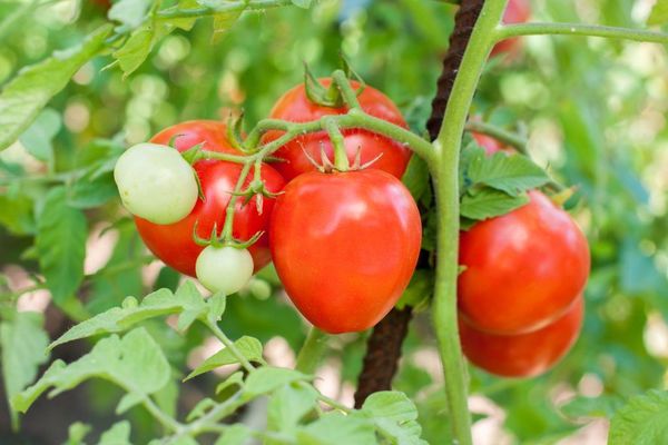 photo paresseux de tomate