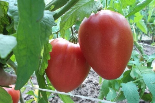 penerangan tomato malas