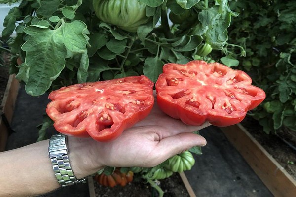 penerangan tomato nina