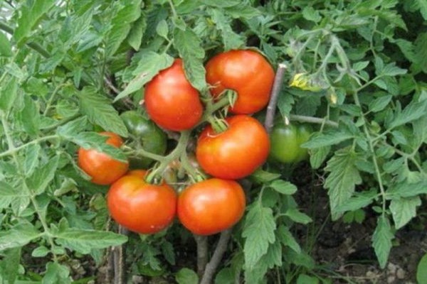 Penerangan pelbagai jenis tomato Siberia