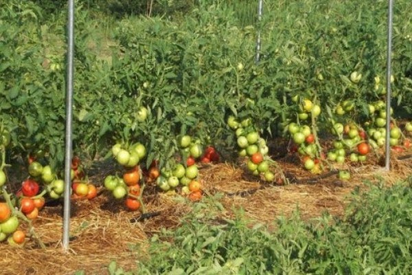 Recensioni di foto di pomodori siberiani