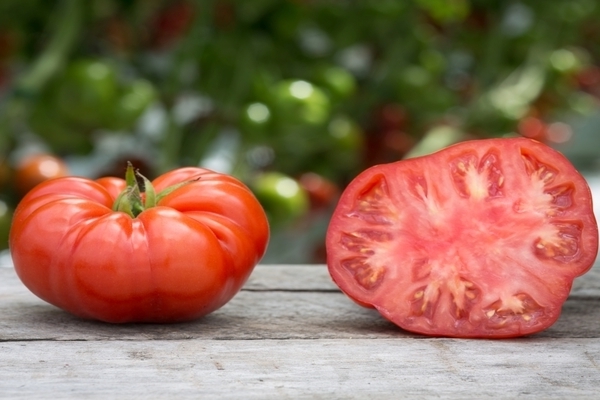 сорт домати Говеждо