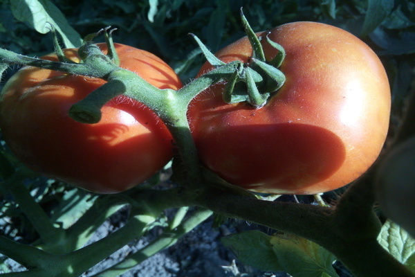 Tomatoes Big Mom Description