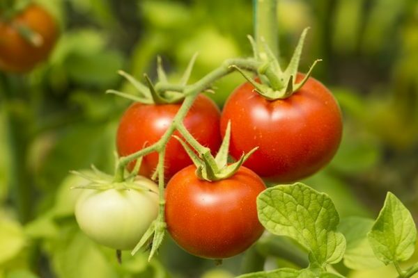 Gina TST tomato