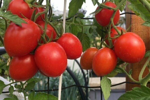 tomate Irina
