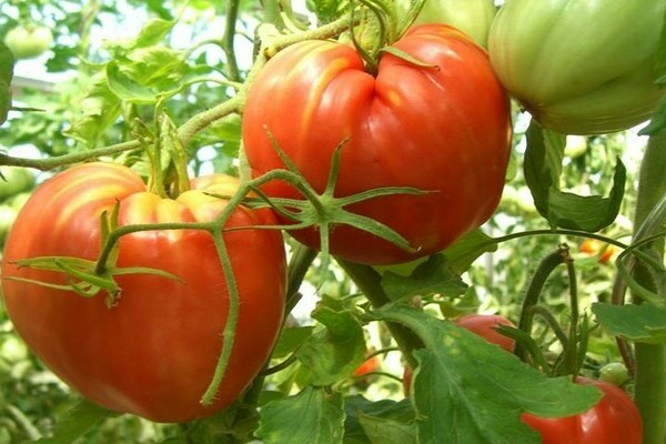 cardinal de la tomate