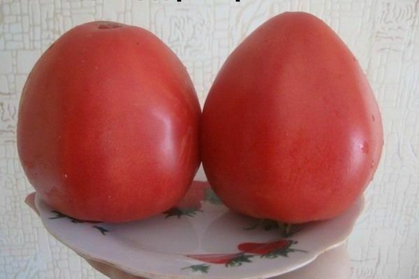 Tomato Konigsberg berbentuk hati