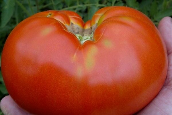 תמונת עגבניות קוסמונאוט וולקוב
