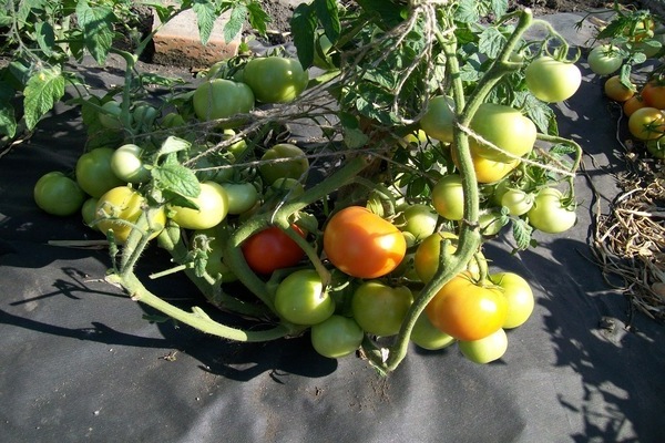 mô tả cà chua lyubasha