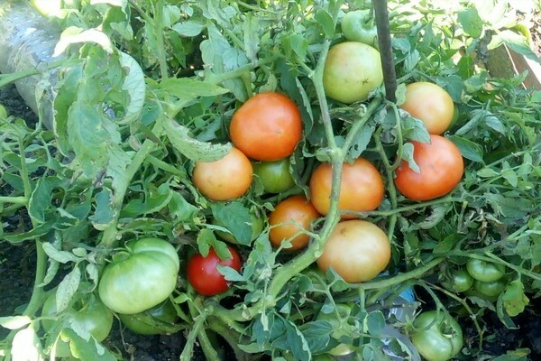 снимка домат монголско джудже