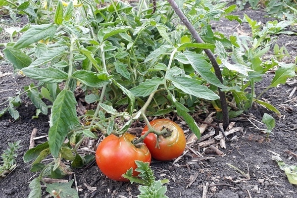 tomato pelbagai kerdil Mongolia