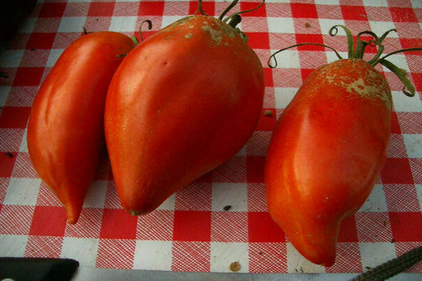 وصف الطماطم منقار النسر