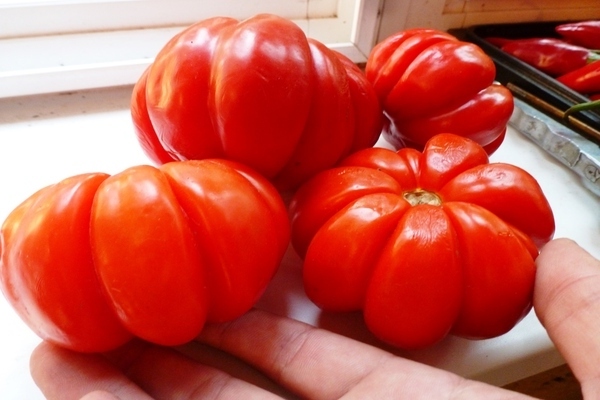 ulasan tomato potbelly khata
