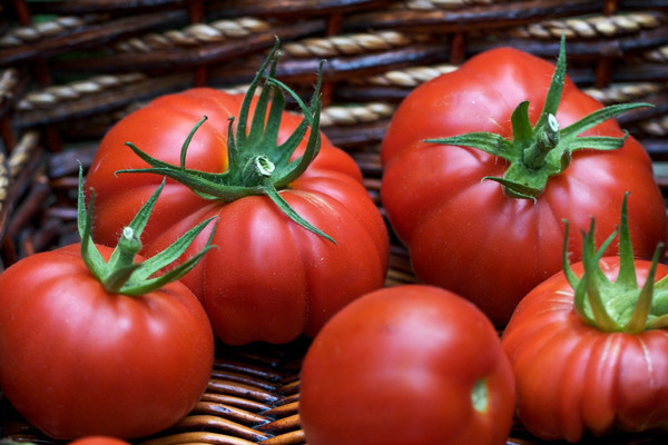 ulasan tentang tomato potbelly khata foto